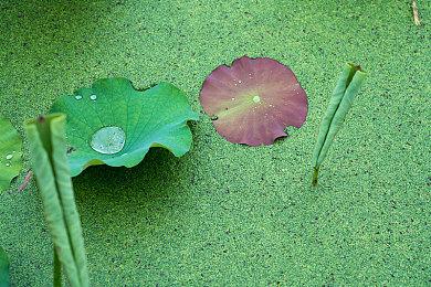 正确到底！BioWare解释为何《龙腾世纪：影障守护者》没有血魔法